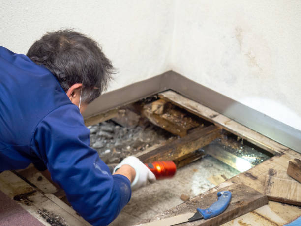 Best Attic Mold Removal  in Valley Falls, RI