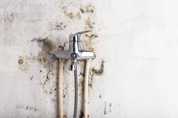 Best Professional Mold Removal  in Valley Falls, RI