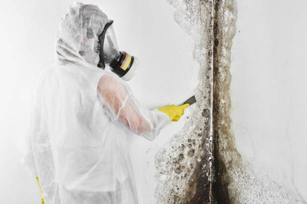 Best Mold Removal Process  in Valley Falls, RI