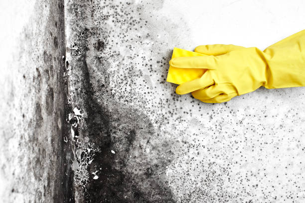 Best Mold Removal and Inspection  in Valley Falls, RI