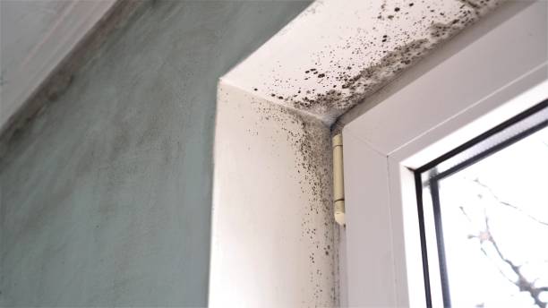 Best Mold Removal Specialists  in Valley Falls, RI