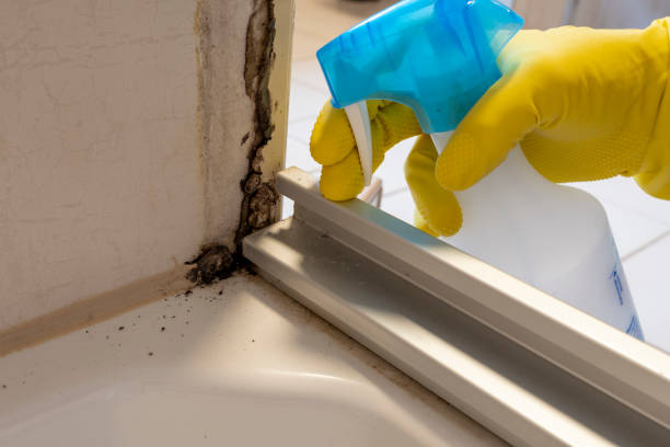 Best Mold Removal Company Near Me  in Valley Falls, RI