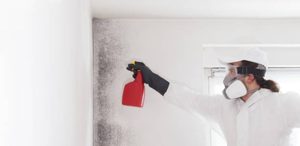 Best Fast Mold Removal  in Valley Falls, RI