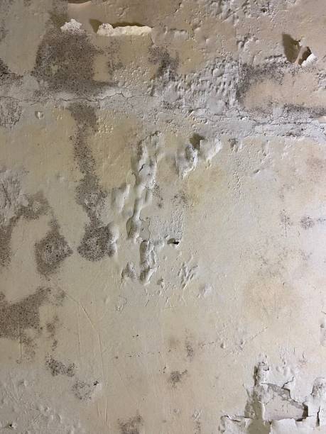 Best Toxic Mold Removal  in Valley Falls, RI