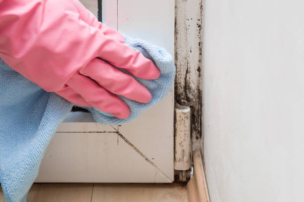 Mold Removal and Inspection in Valley Falls, RI